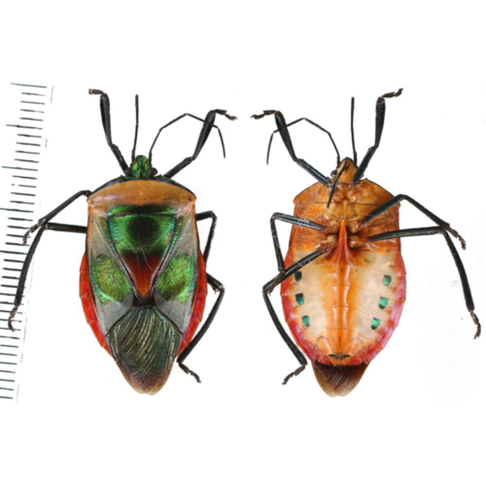 Catacanthini sp. - Heteroptera from Sumba island, Indonesia #