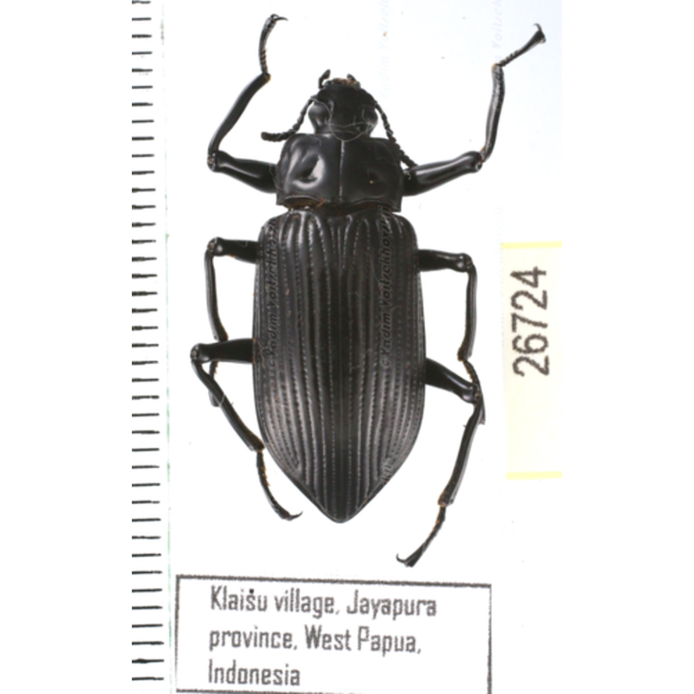 Tenebrionidae