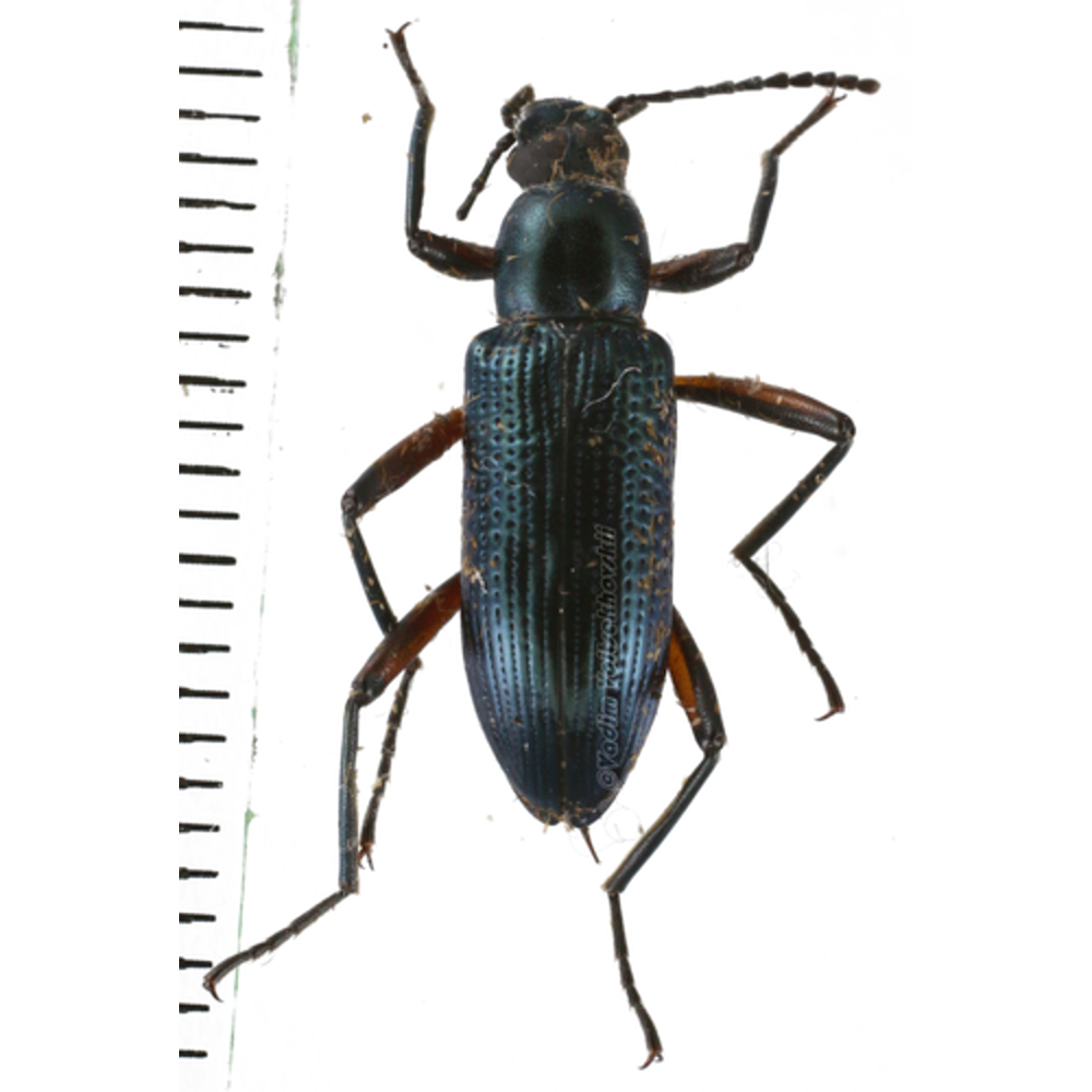 Tenebrionidae