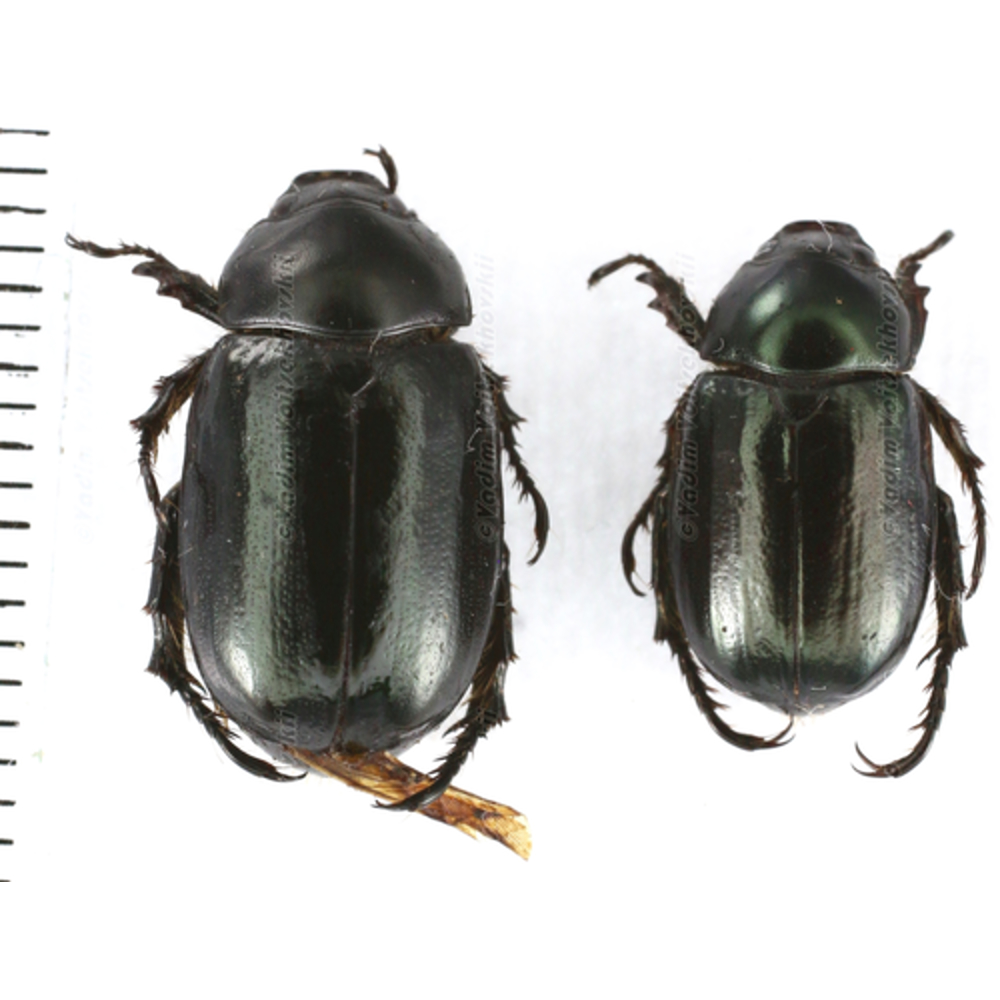 Rutelinae