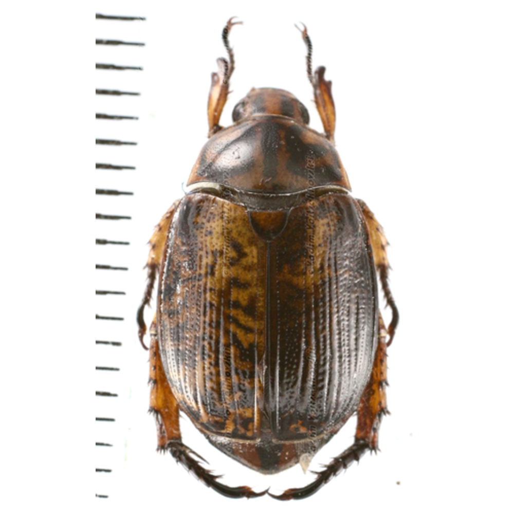 Callistethus sp.