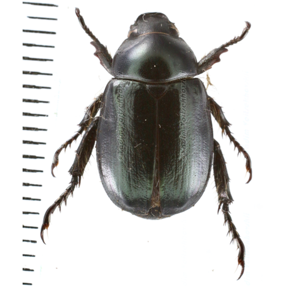 Rutelinae