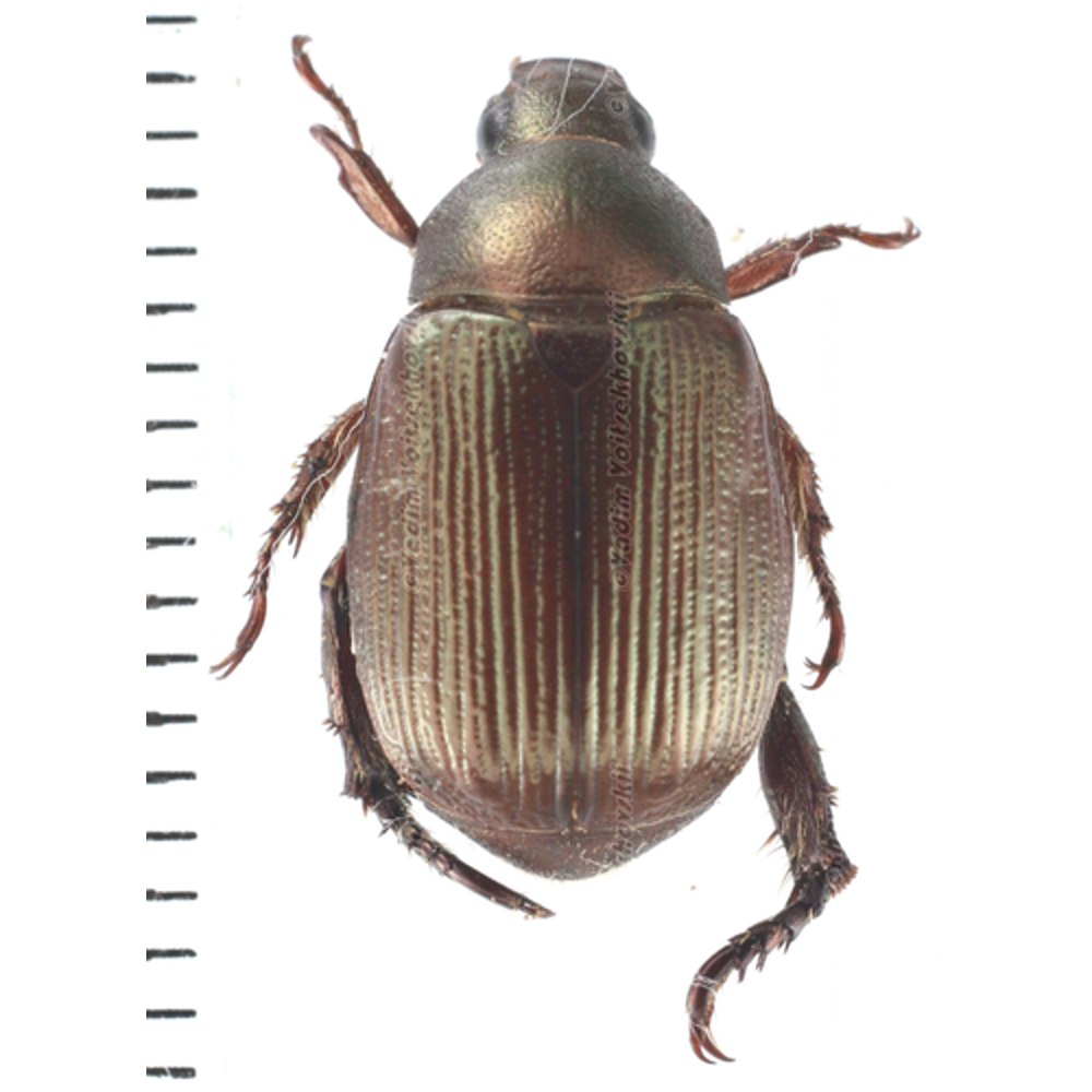 Anomala sp.