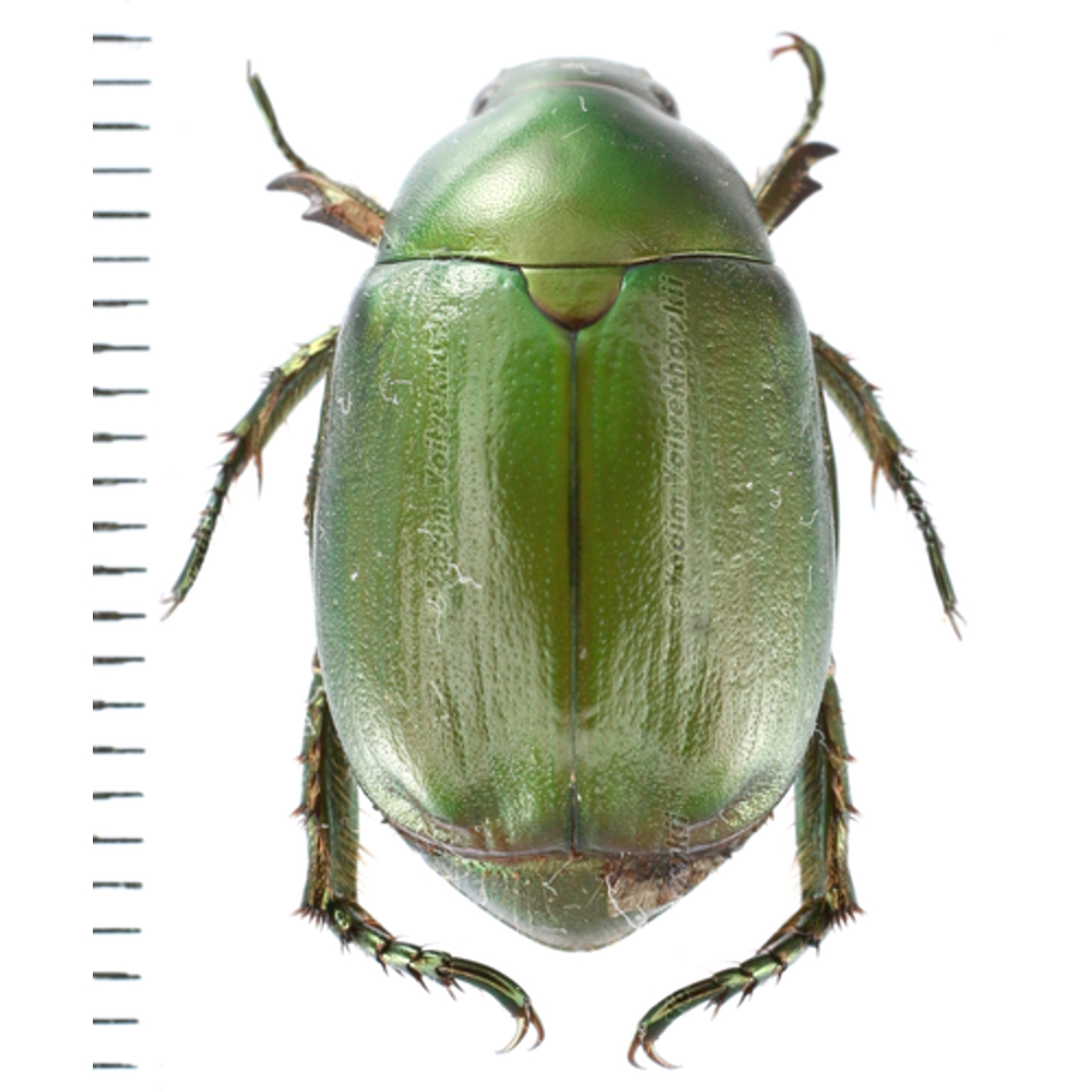 Rutelinae