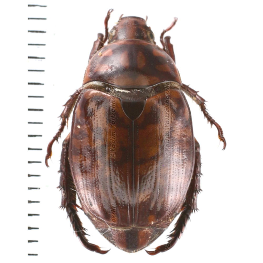 Callistethus sp.