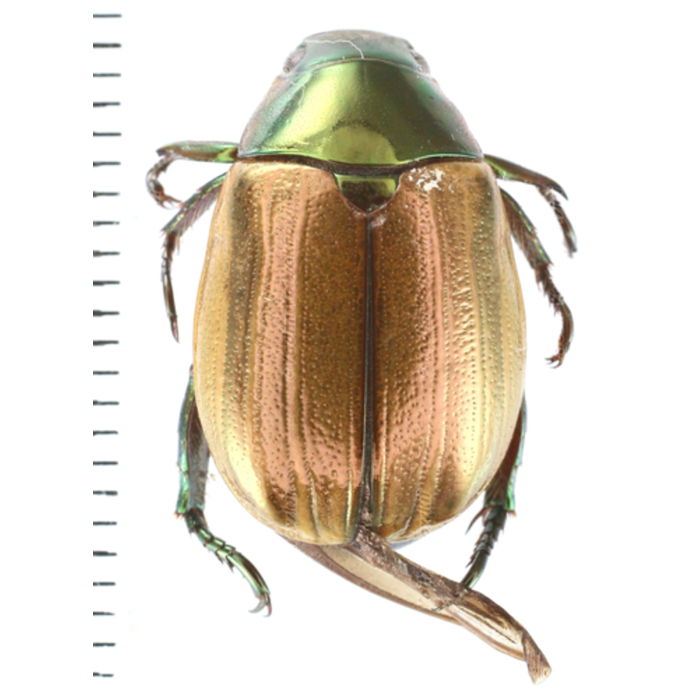 Anomala sp.