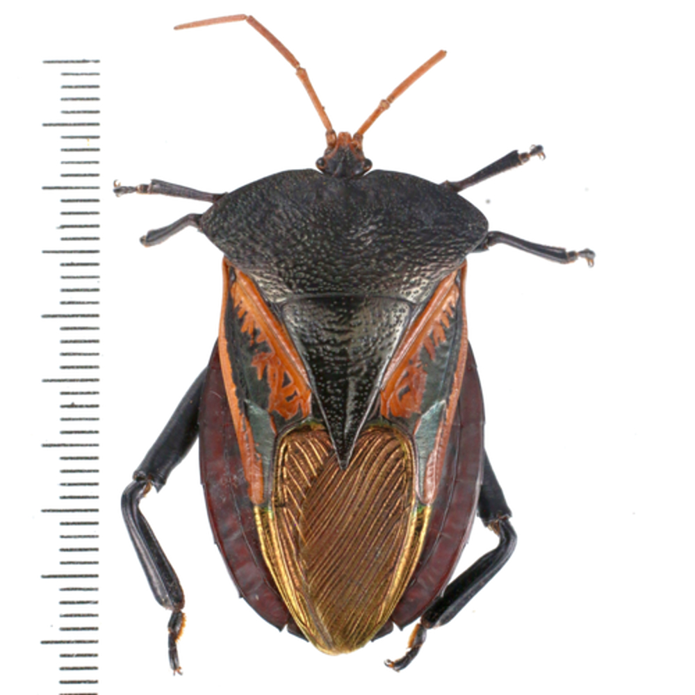 Oncomeris flavicornis - Heteroptera from Lae province, Papua New Guinea PNG #
