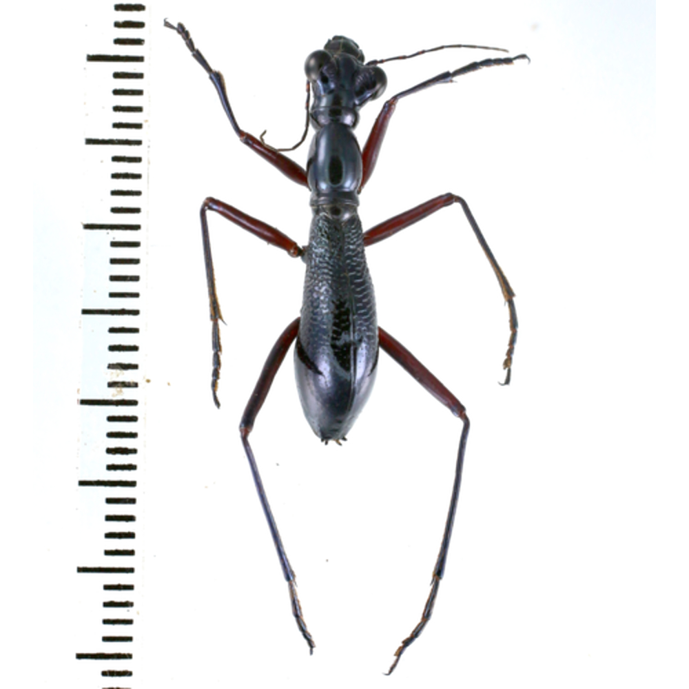 Tricondyla aptera - Cicindelidae from Lae province, Papua New Guinea PNG #