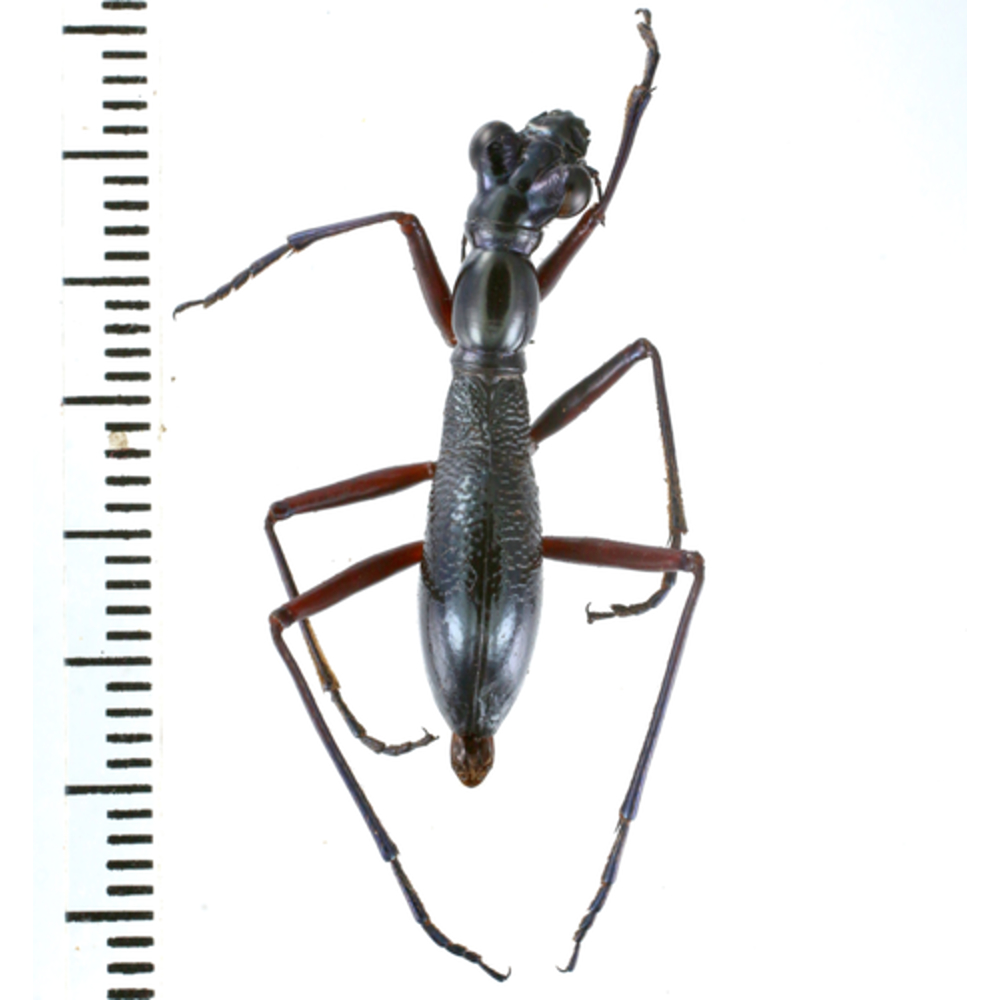 Tricondyla aptera - Cicindelidae from Lae province, Papua New Guinea PNG #