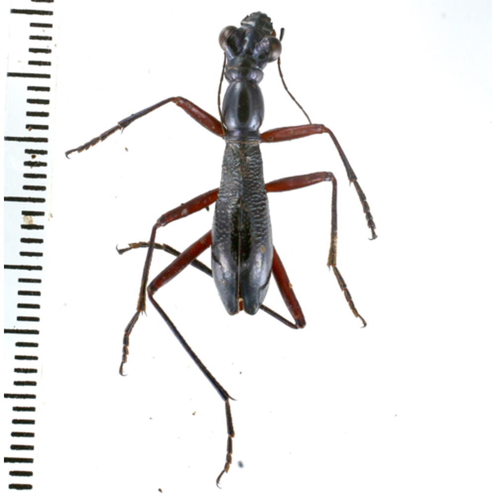 Tricondyla aptera - Cicindelidae from Lae province, Papua New Guinea PNG #