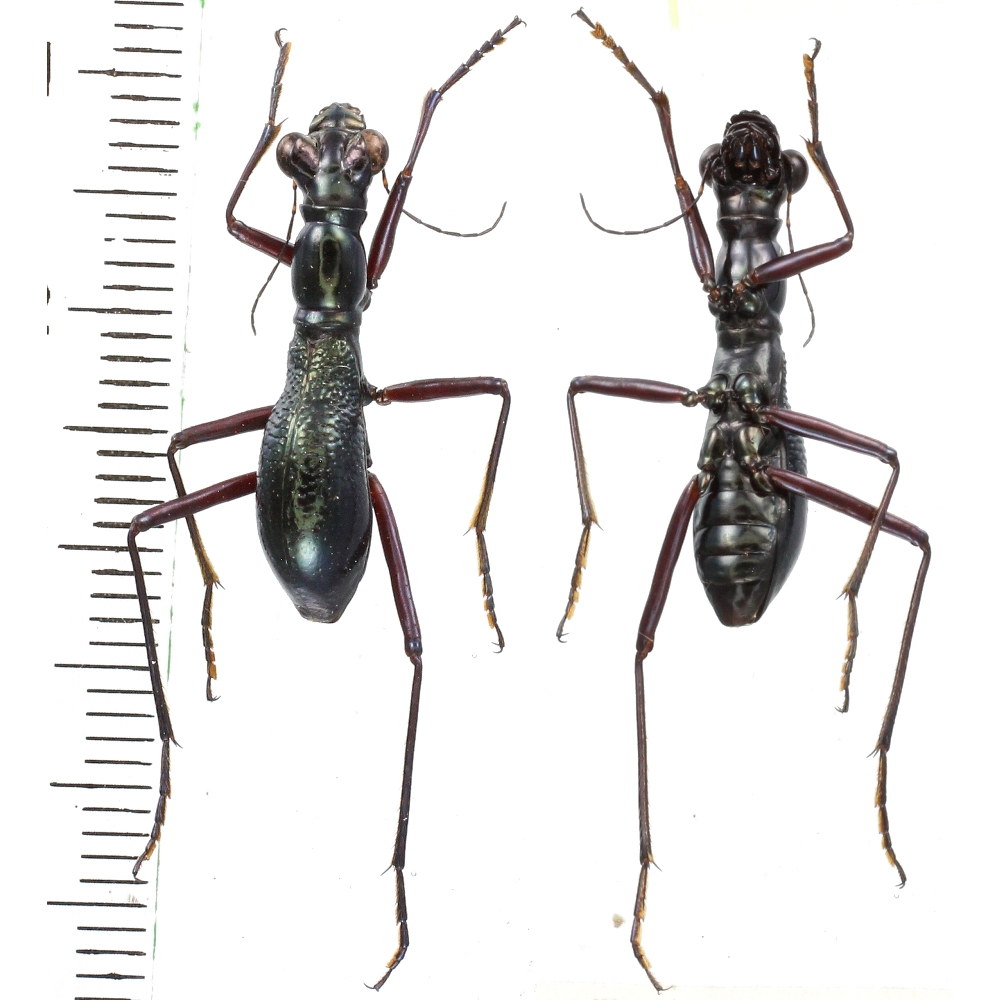 Tricondyla aptera - Cicindelinae from Jayapura province, West Papua, Indonesia #