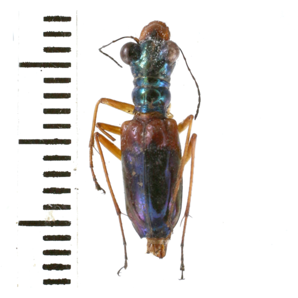 Cicindelinae sp. from Lae province, Papua New Guinea PNG