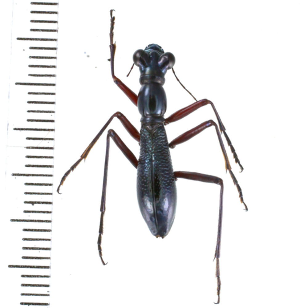 Cicindelinae sp. from Lae province, Papua New Guinea PNG