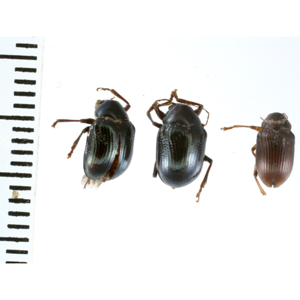 Tenebrionidae sp. from Lae province, Papua New Guinea PNG