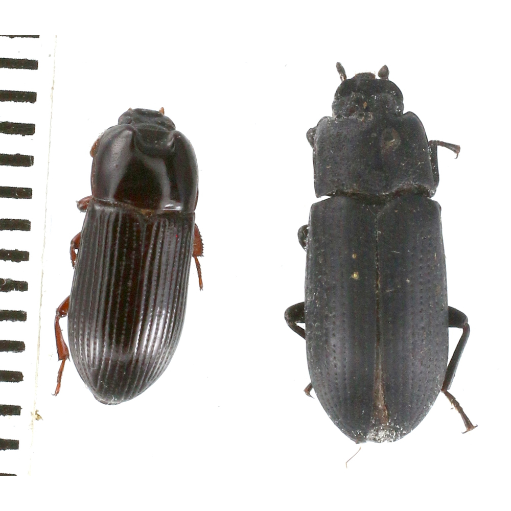 Tenebrionidae sp. from Lae province, Papua New Guinea PNG