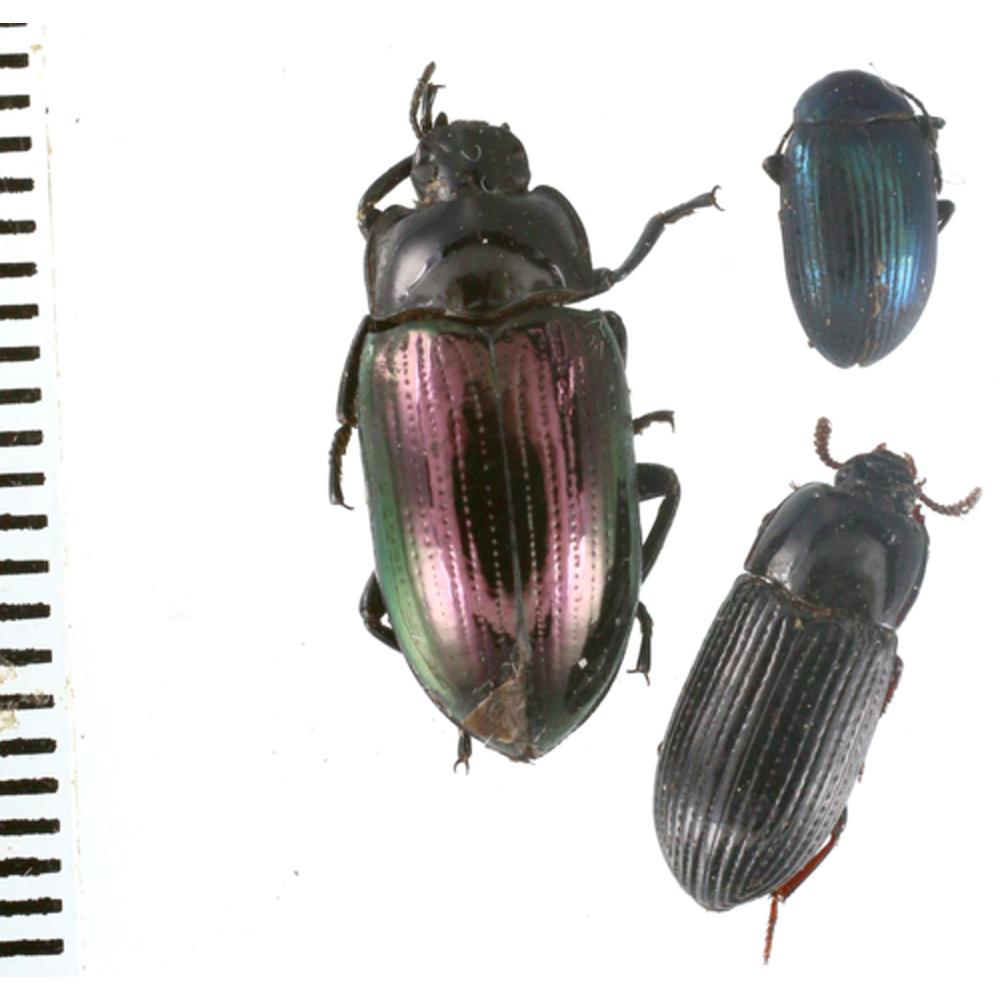 Tenebrionidae sp. from Lae province, Papua New Guinea PNG