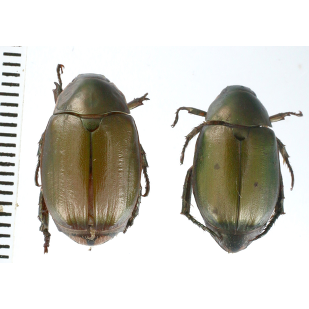 Rutelinae sp. from Lae province, Papua New Guinea PNG