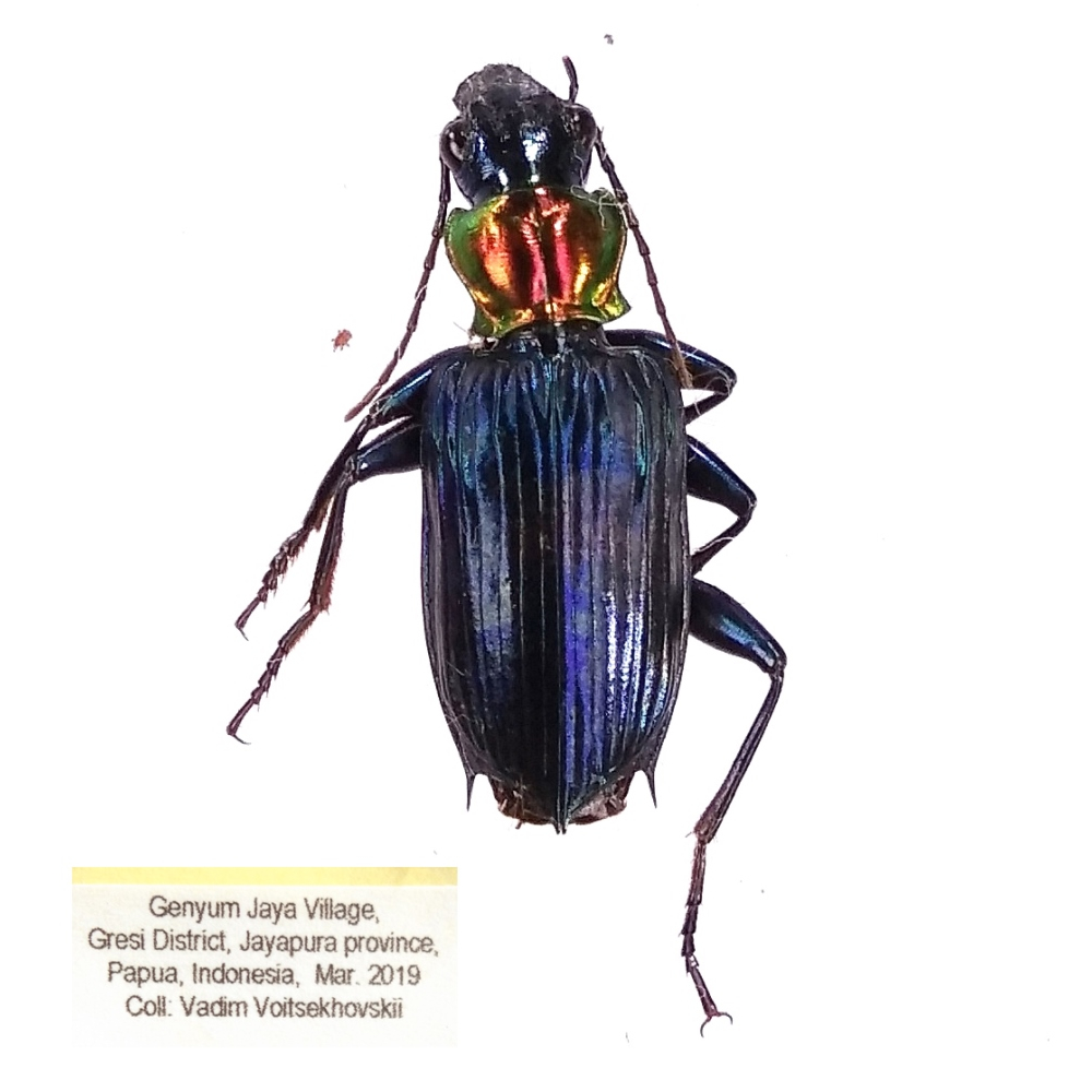 Catascopus wallacei