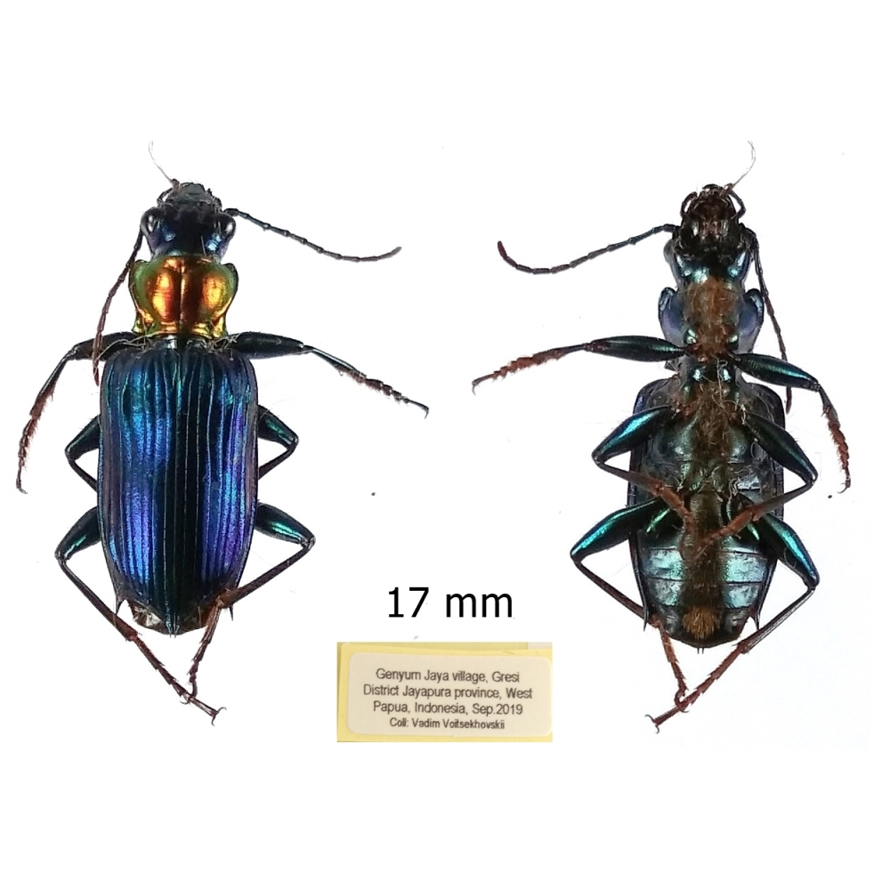 Catascopus wallacei