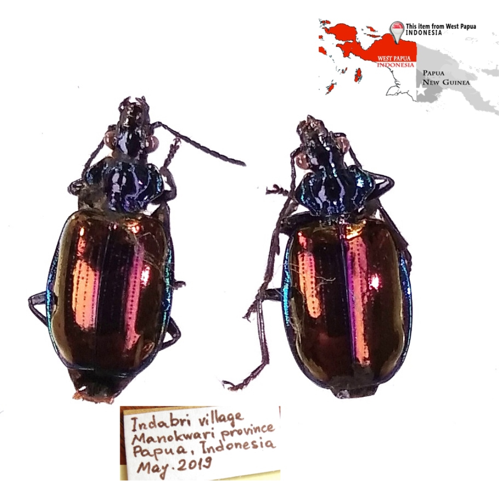 Violagonum violaceum