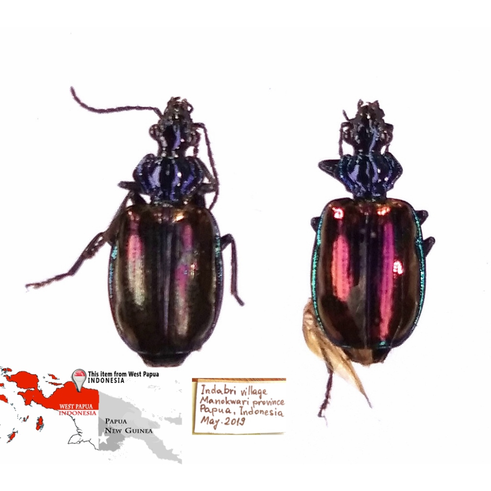 Violagonum violaceum