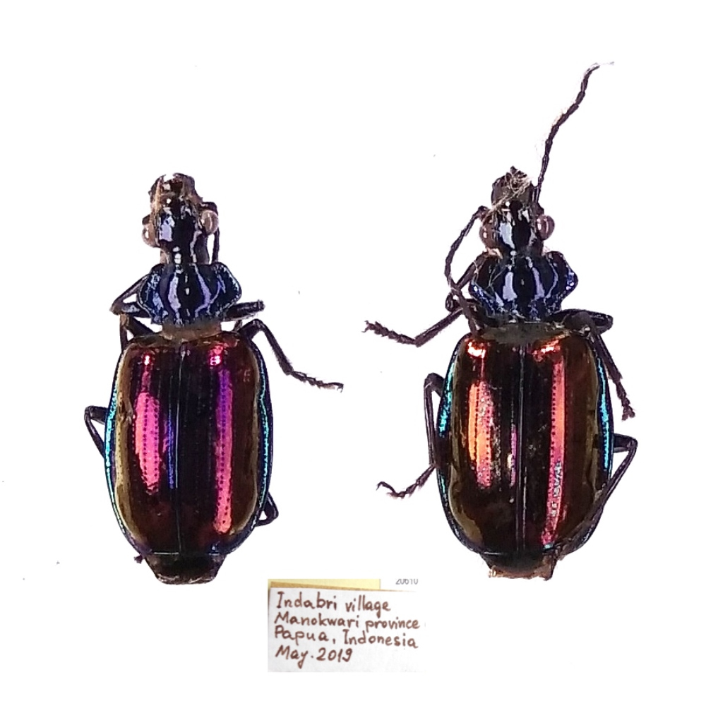 Violagonum violaceum