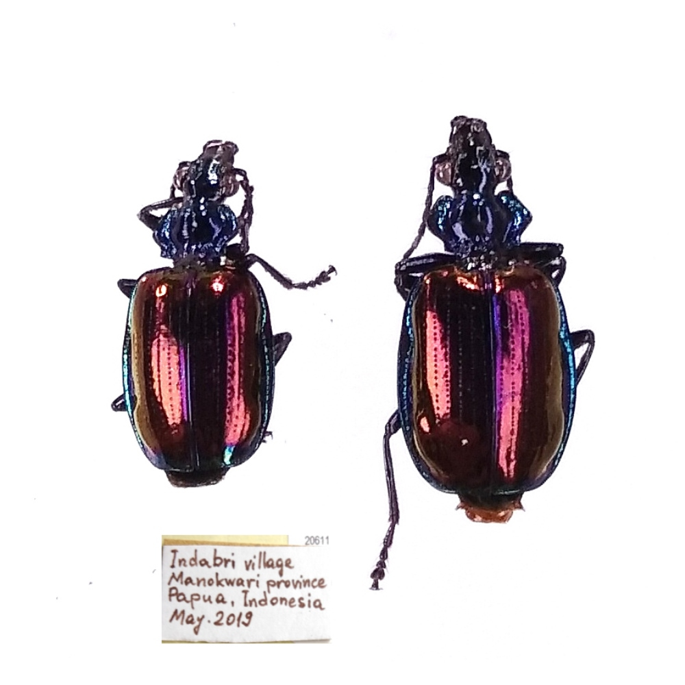 Violagonum violaceum