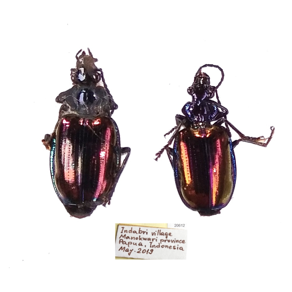 Violagonum violaceum