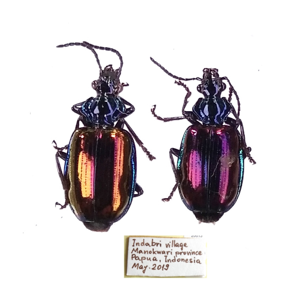 Violagonum violaceum