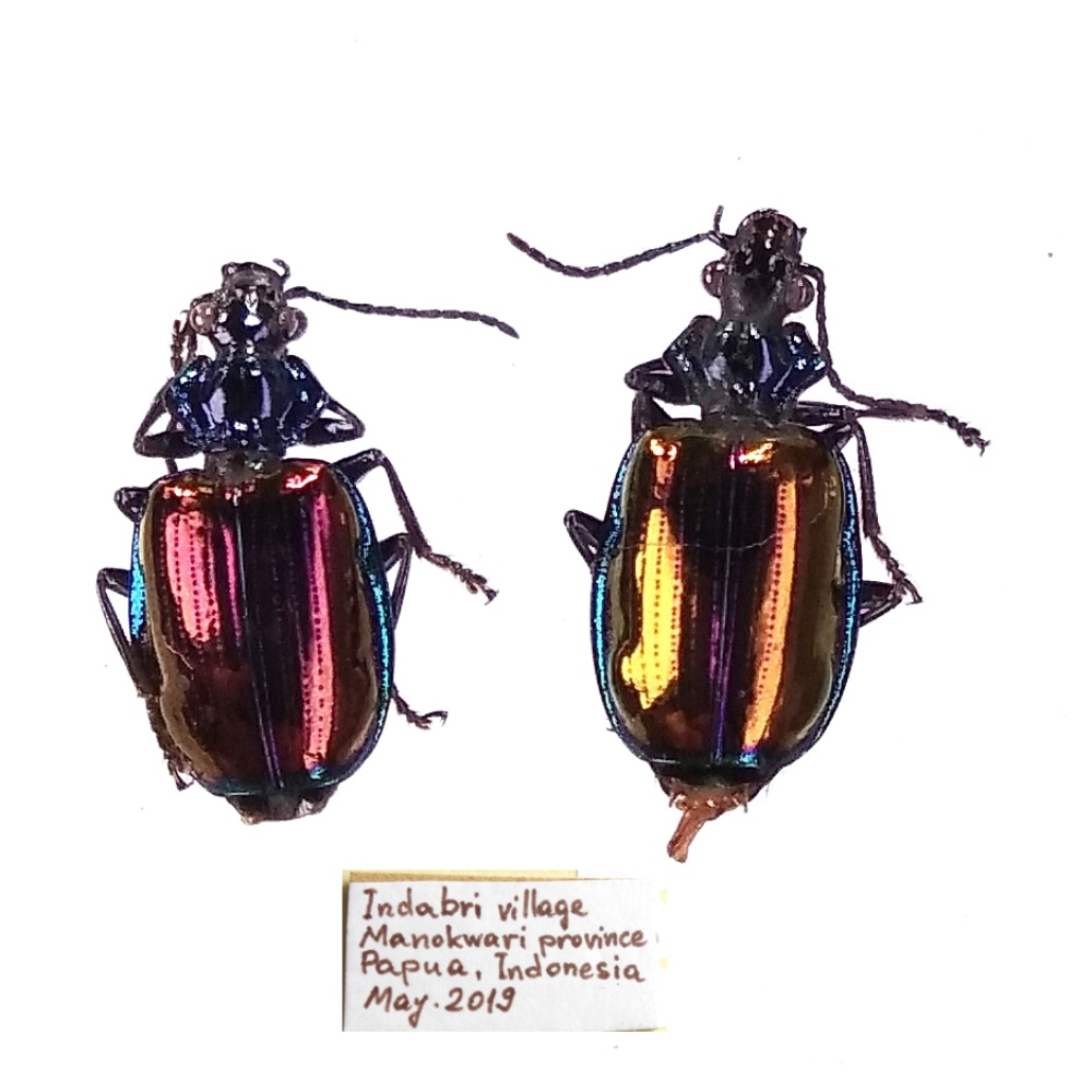 Violagonum violaceum