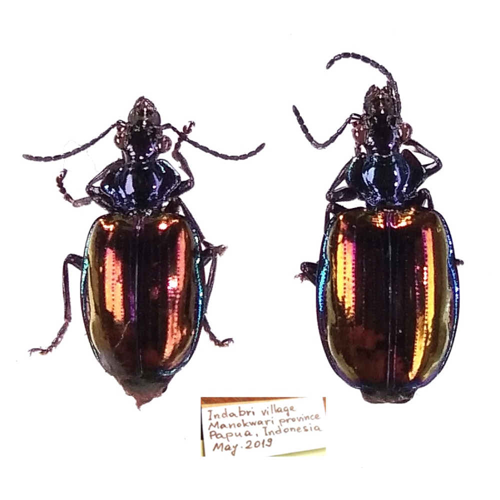 Violagonum violaceum