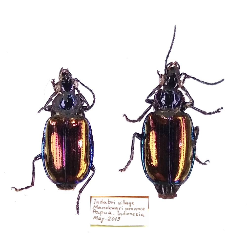 Violagonum violaceum