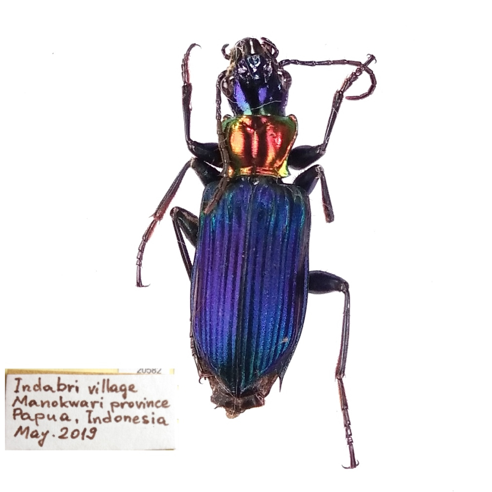 Catascopus wallacei