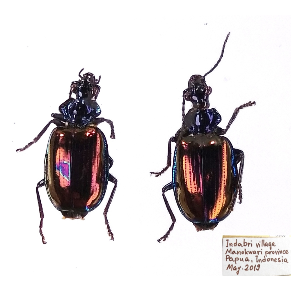 Violagonum violaceum