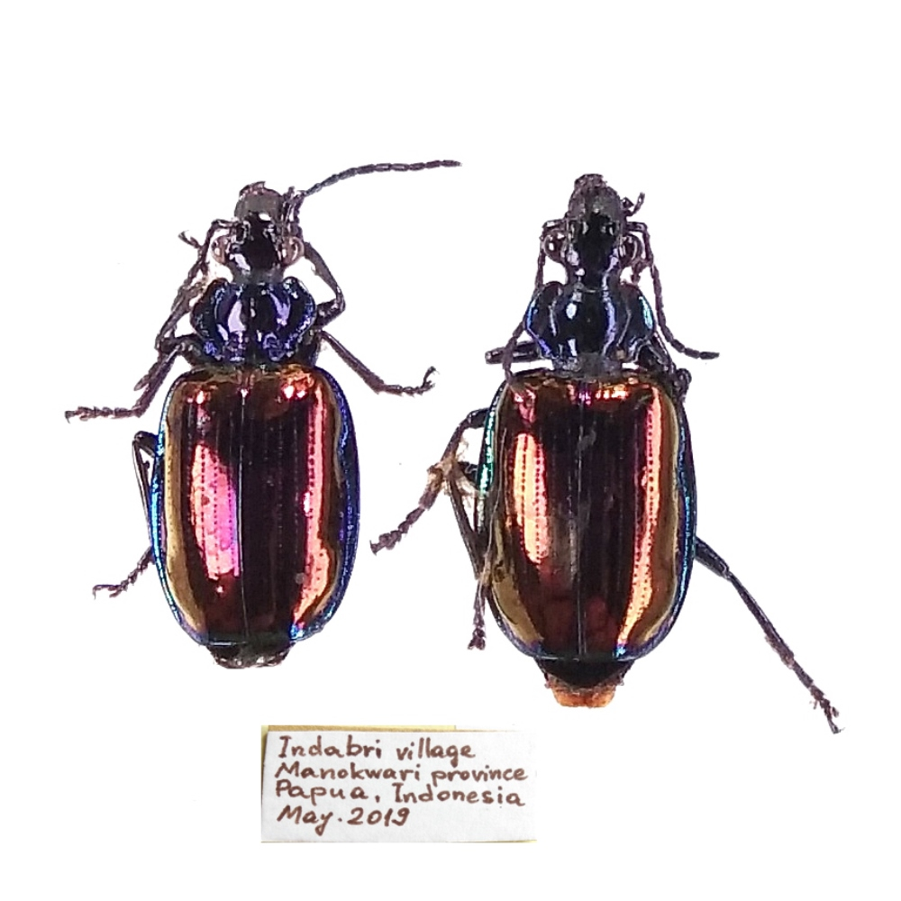 Violagonum violaceum