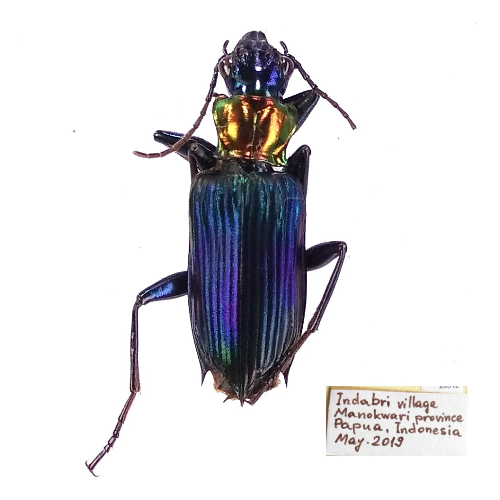 Catascopus wallacei