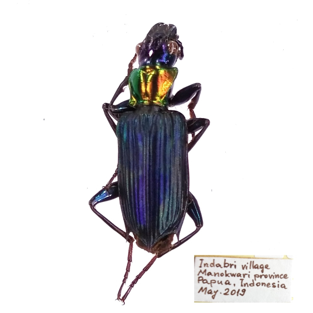 Catascopus wallacei