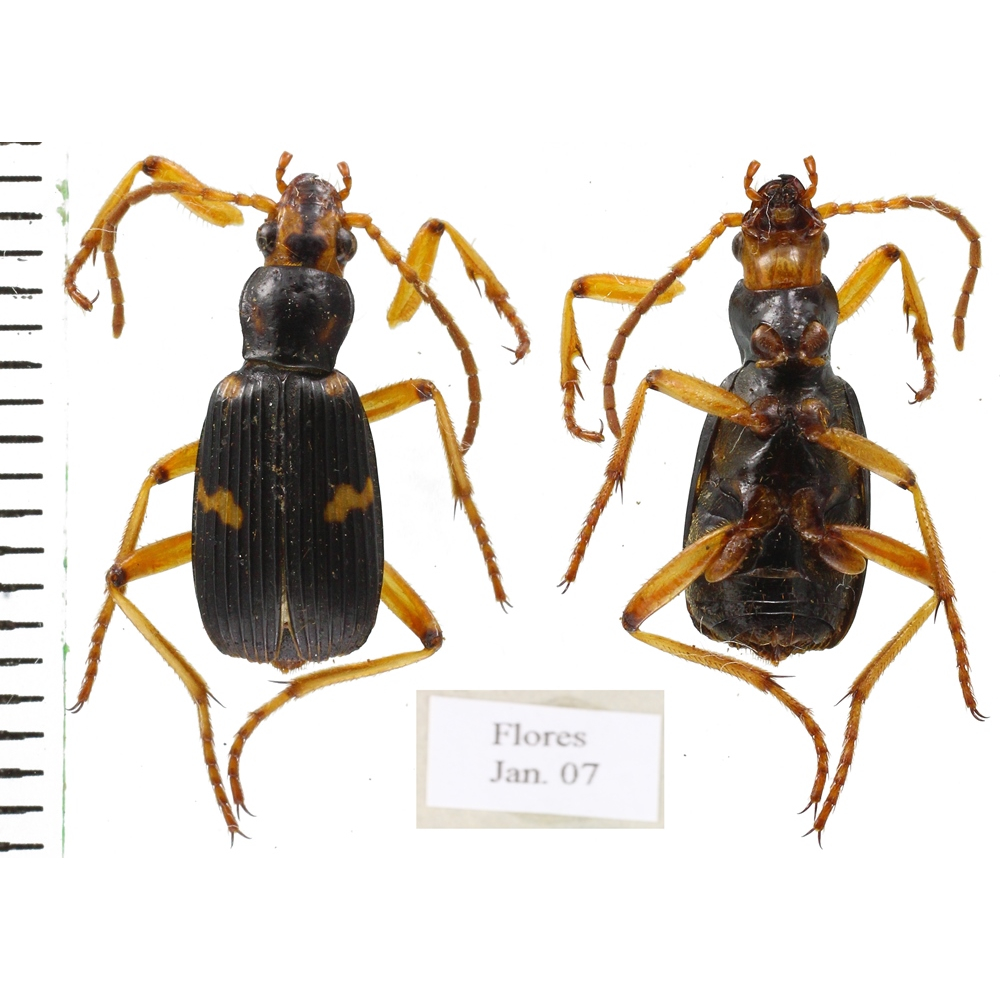 Pheropsophus sp.