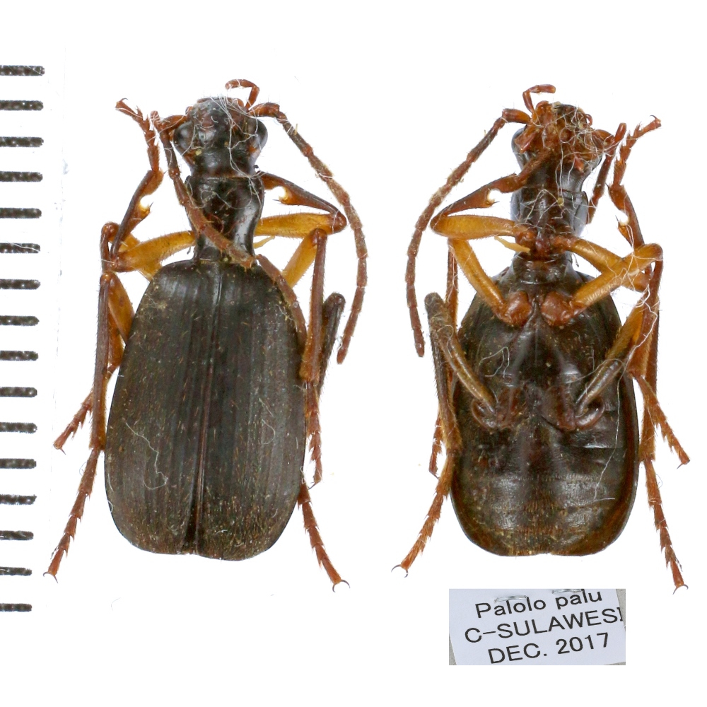 Pheropsophus sp.