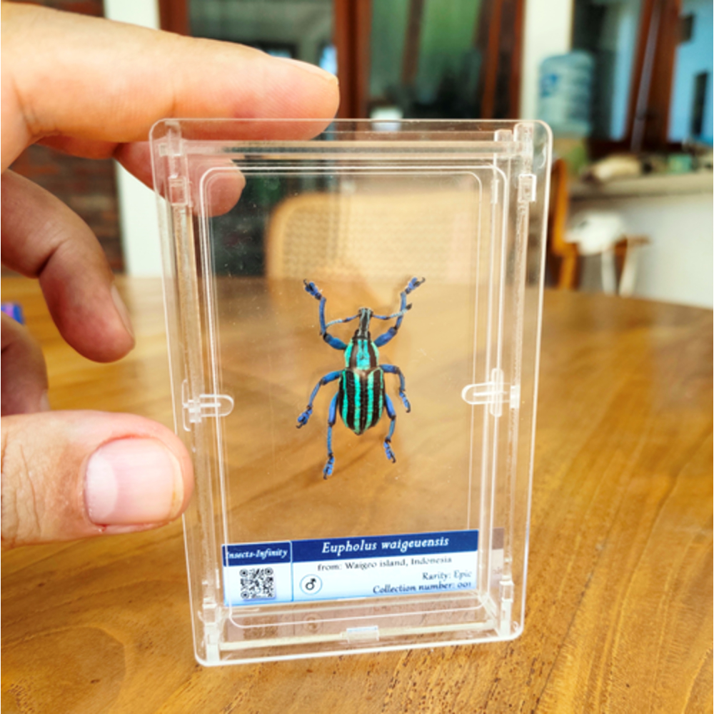 Rare beetle framed taxidermy - Eupholus waigeuensis