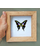 Real Butterfly taxidermy Purple Mountain Swallowtail - Data: Graphium weiskei arfakensis