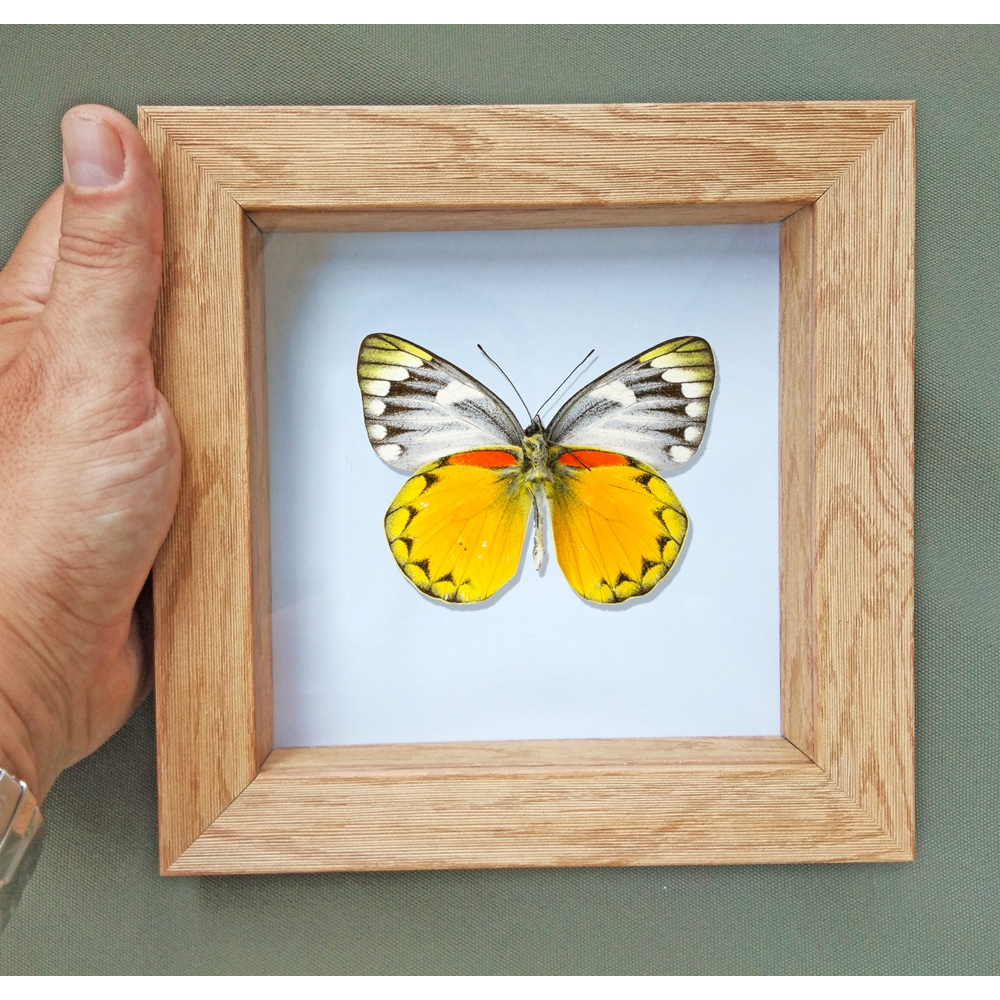 Real Butterfly framed taxidermy - Data: Delias araia lydia - male