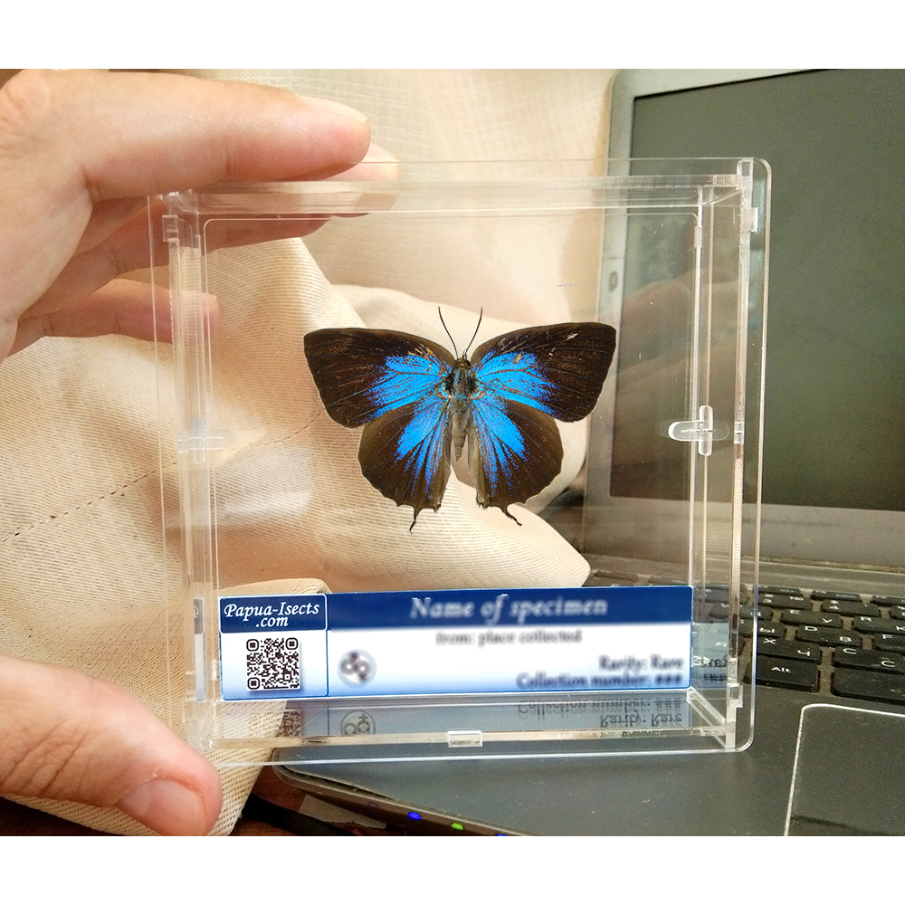 Real Butterfly taxidermy - Arhopala araxes