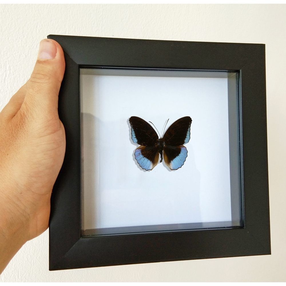 Real Butterfly framed taxidermy - Data: Cynitia cocytina cocytina