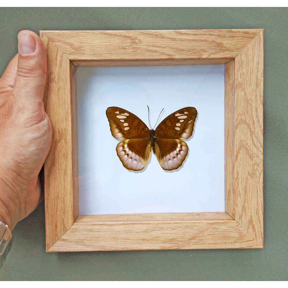 Real Butterfly framed taxidermy - Data: Cynitia cocytina cocytina - Female
