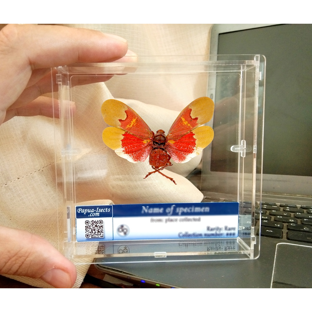 Real lanternfly framed taxidermy - Scamandra sanguiflua ssp. - female