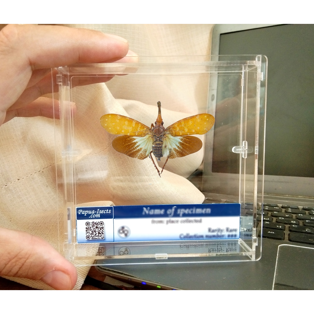 Real lanternfly framed taxidermy - Pyrops effusa