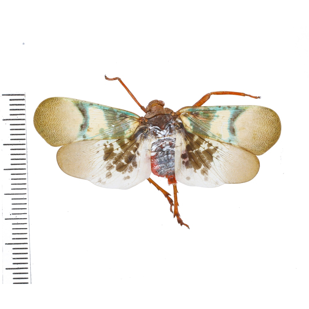 Real lanternfly framed taxidermy - Scamandra selene - male