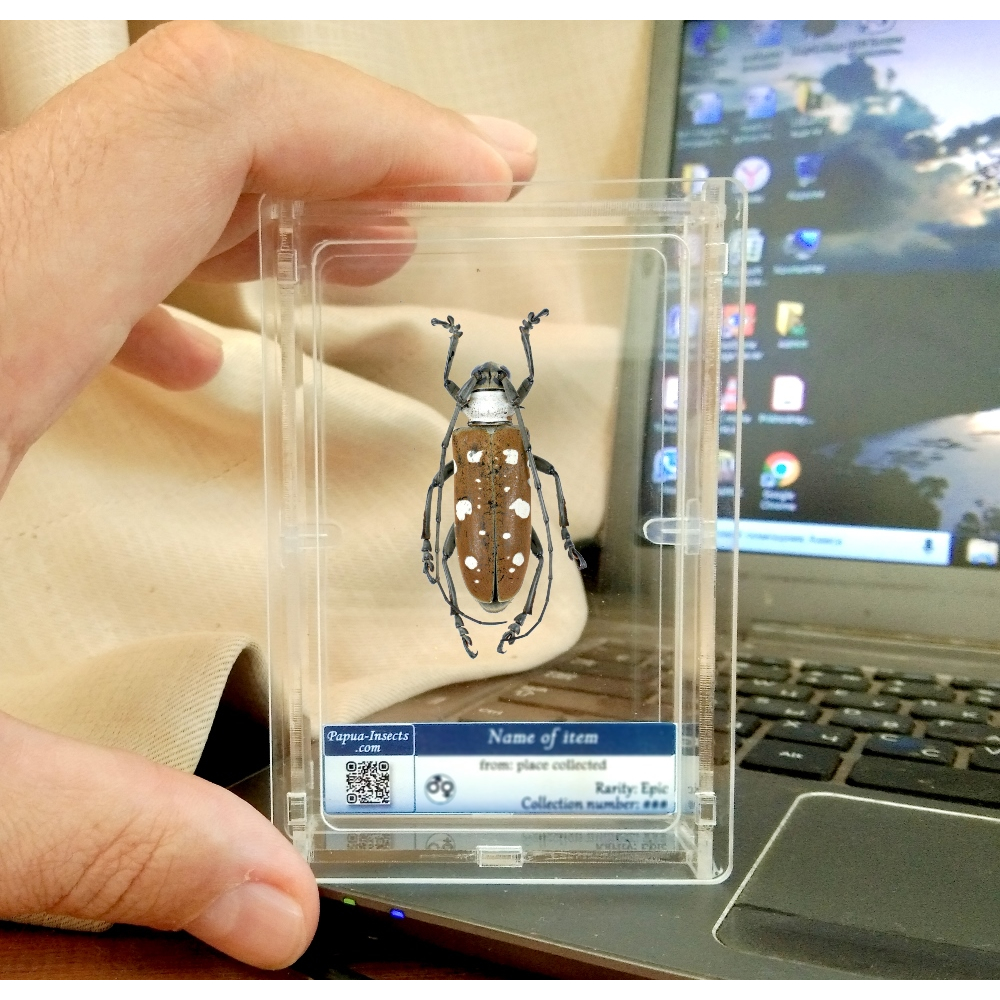 Real Rare long horn Beetle Framed taxidermy - Dolichoprosopus lethalis