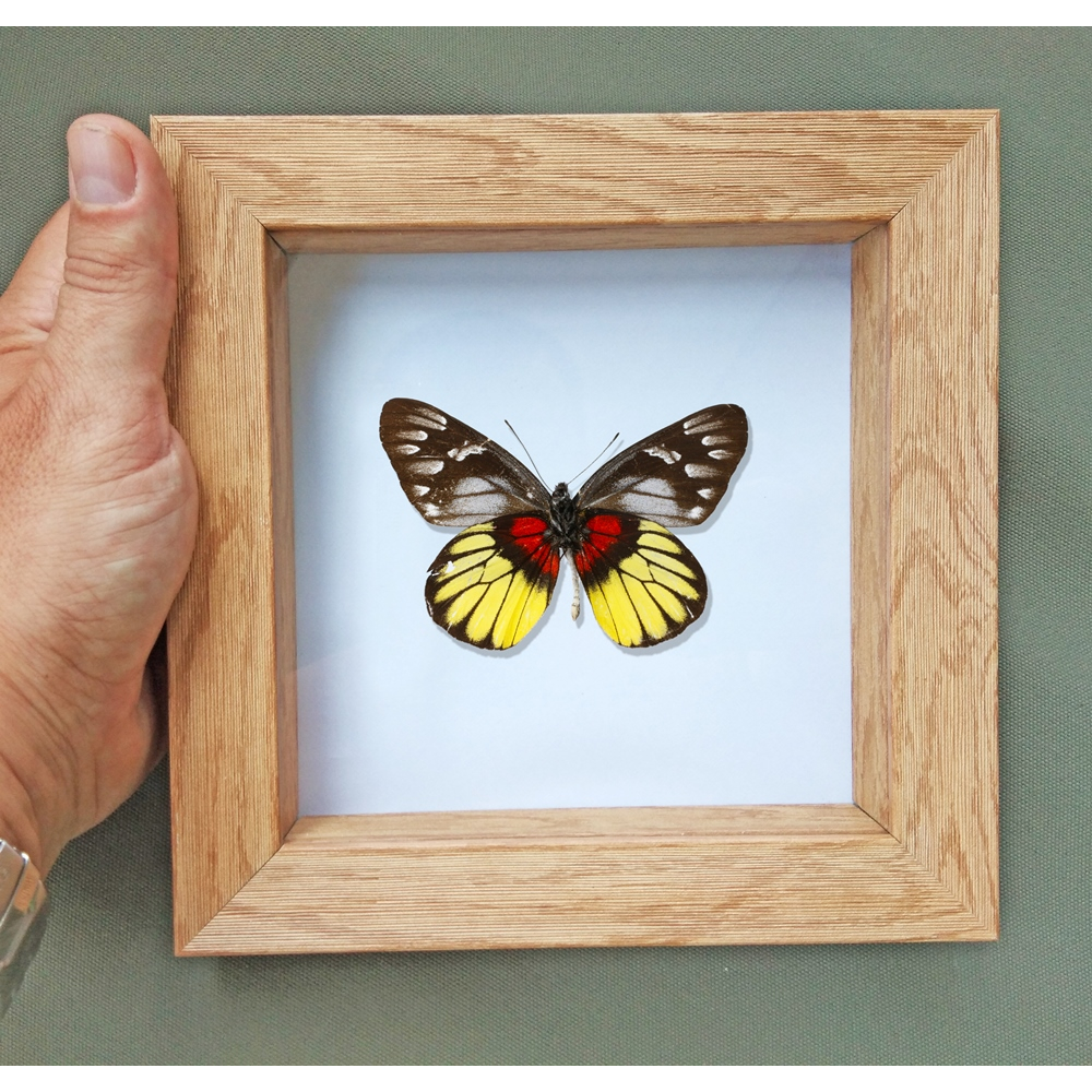Real Butterfly framed taxidermy - Data: Delias ninus alluviorum - Male